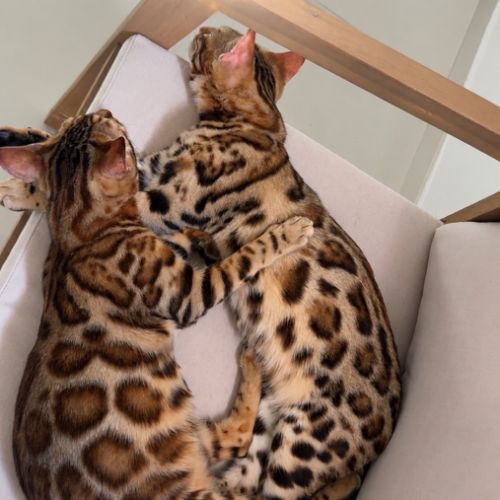 Élevage familial de bengals loof à nîmes (gard)