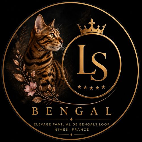 Les bengals de ls – élevage familial de bengals lo