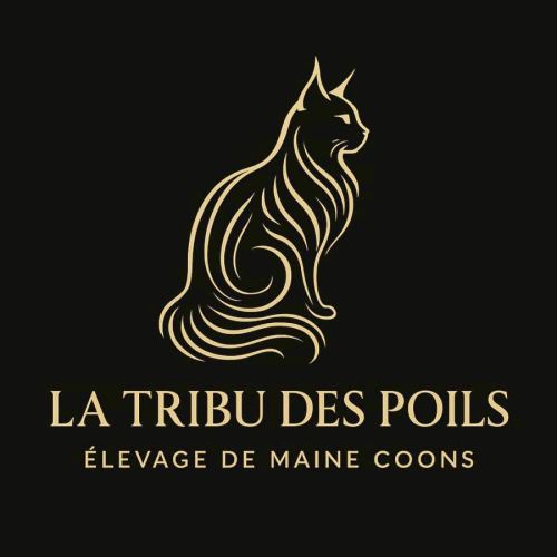 Elevage maine coon la tribu des poils