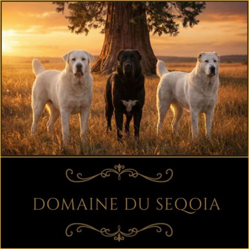 Alabai du domaine du seqoia