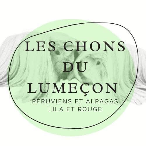 Les chons du lumeçon