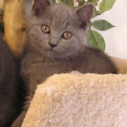 Adorables chatons chartreux loof