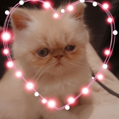 Chaton