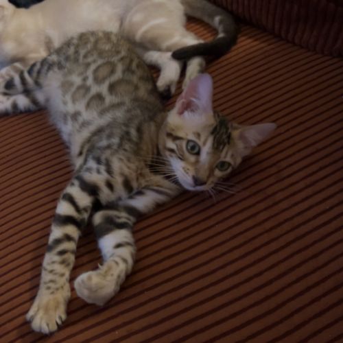 Elevage de bengal