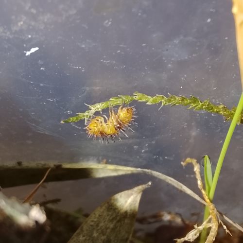 Isopode rare et magnifique
