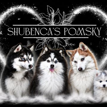 Shubenca pomsky