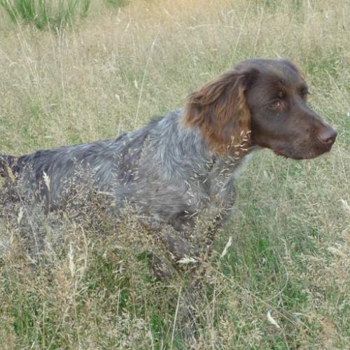 Élevage : petit epagneul de munster