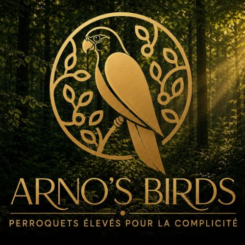 Arno's birds, perroquets élevés pour la compagnie