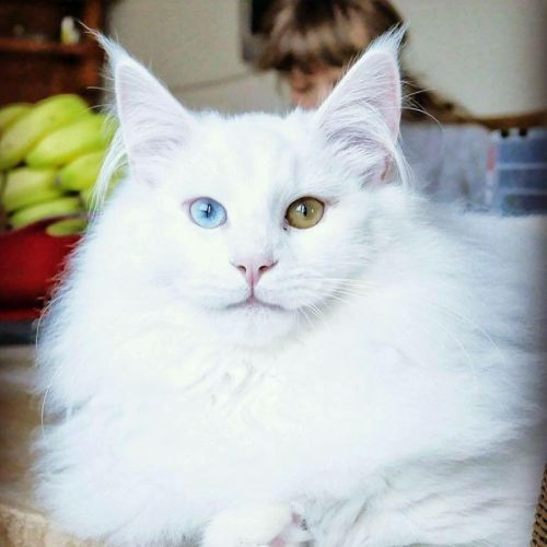 Chatterie familiale