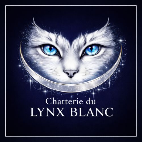 Chatterie du lynx blanc