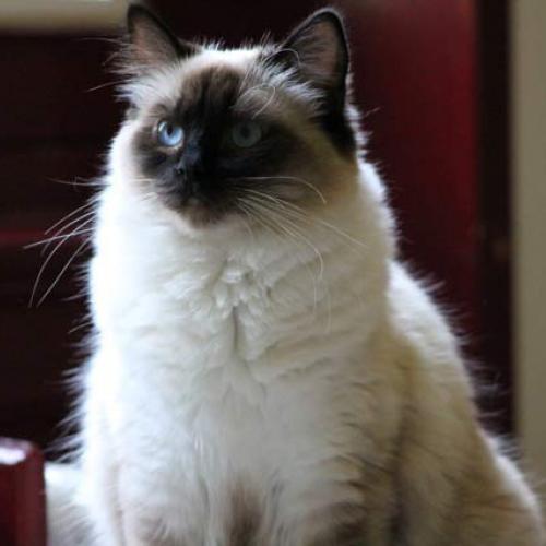 Eleveur : Les ragdolls de l'Ulyssiade