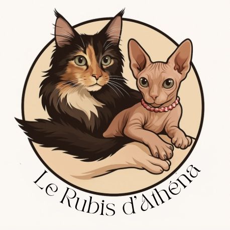 Découvrez nos magnifiques maine coon