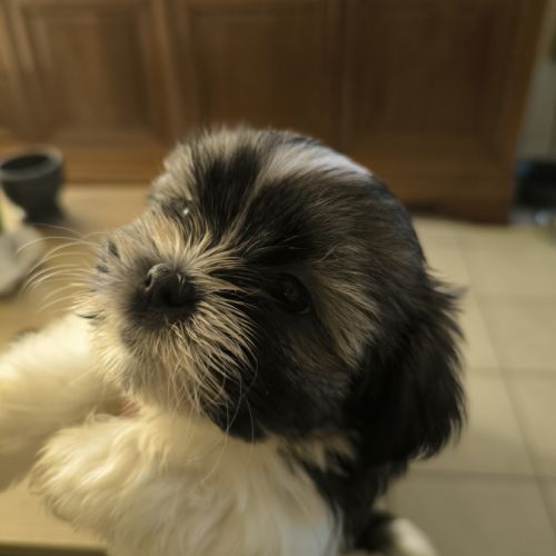Elevage de shorkie tzu
