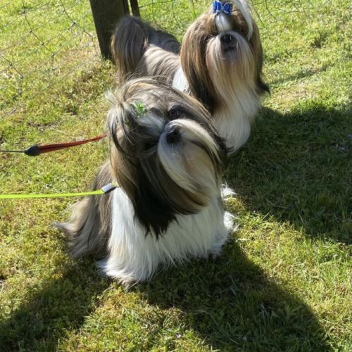 Les petits bou tzu