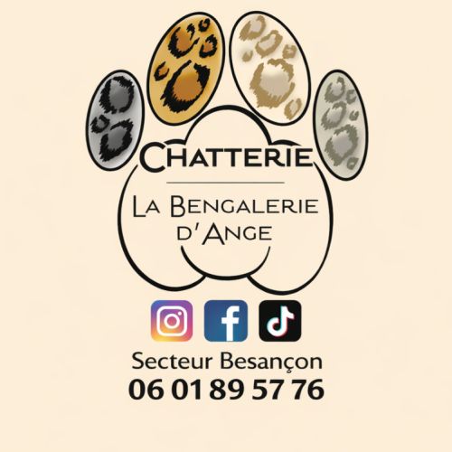 Chatterie la bengalerie d'ange