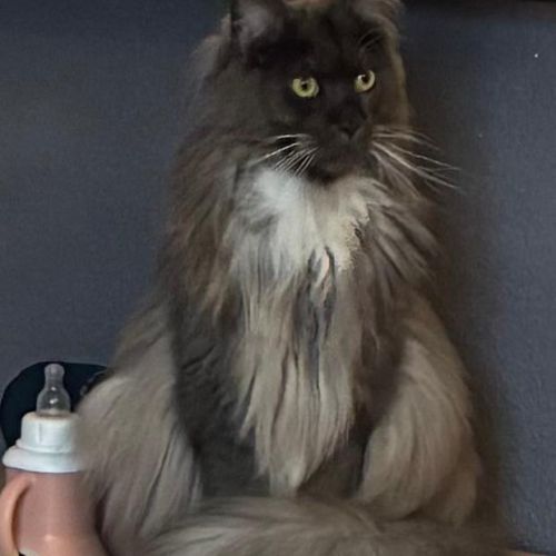Maine coon loof
