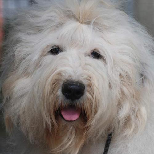 Eleveur : du Moulin du Pont