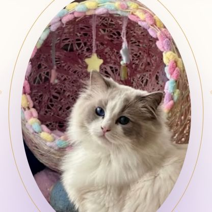 Élevage familial de ragdoll à fosses, dans le val-