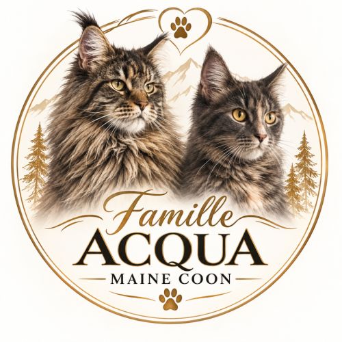 Passionné de maine coon