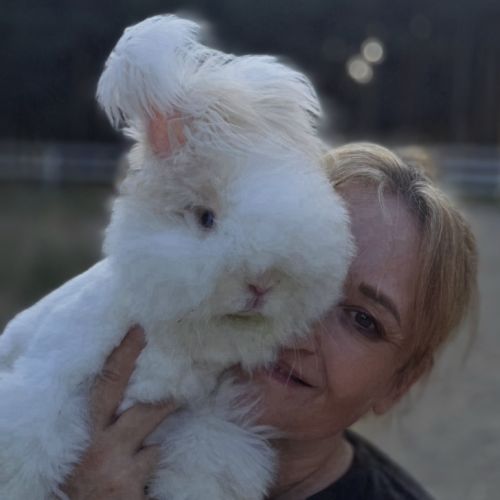 Angora anglais et belier teddywidder