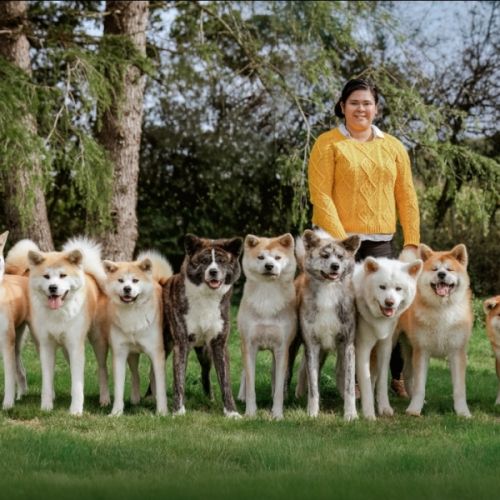 Elevage d'akita inu lof