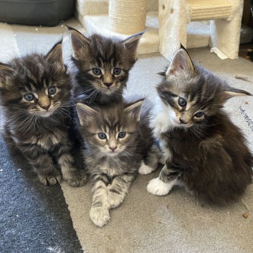 Chatterie familiale