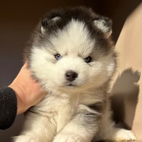 Élevage pomsky silver of dreams