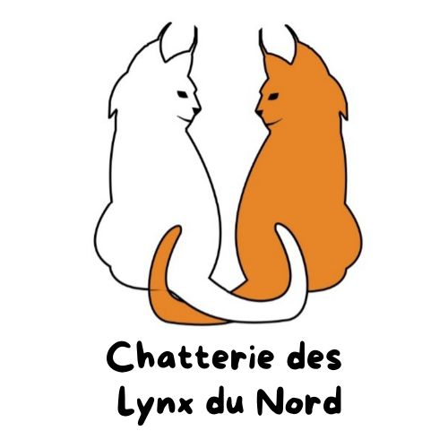 Chatterie des lynx du nord - maine coon
