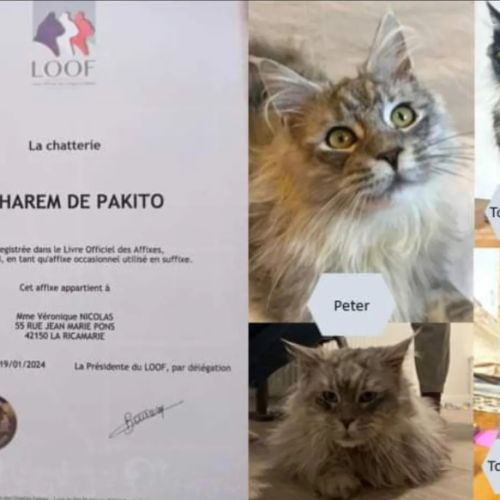 Elevage pro familial de maine coon