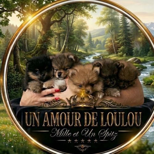 L'univers des spitz nains & petits