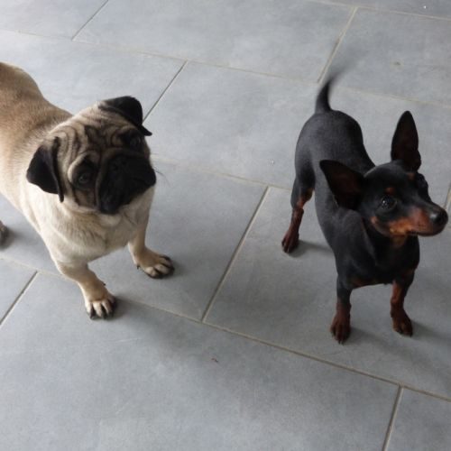 Eleveur : des trois sorcieres