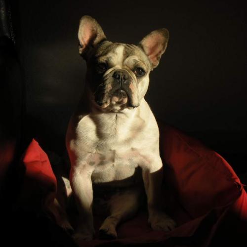 Élevage : bouledogue francais