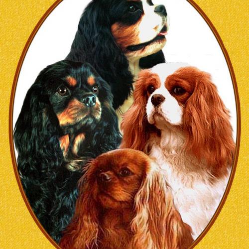 Eleveur : Cavaliers d'Albion