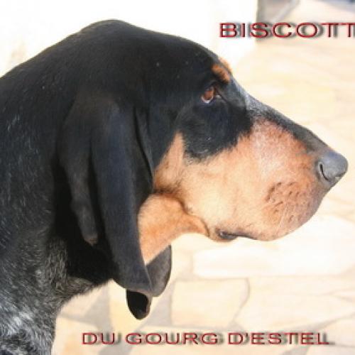 Élevage : grand bleu de gascogne