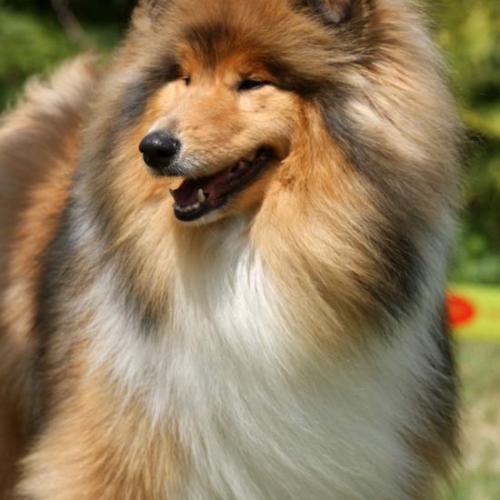 Eleveur : OF Moon River