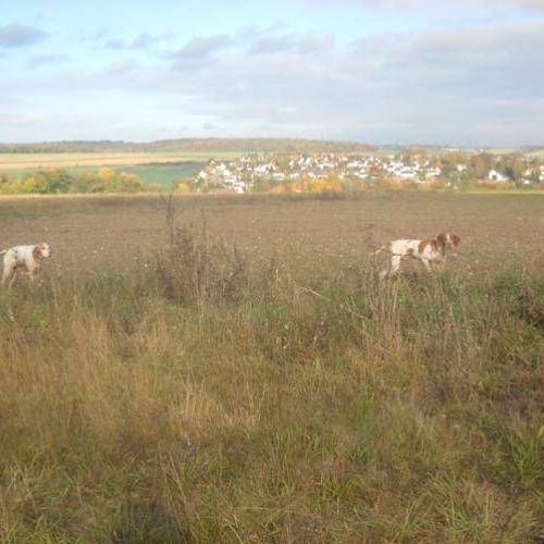 Élevage : braque saint germain