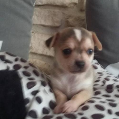 Eleveur : eleveur de chihuahua