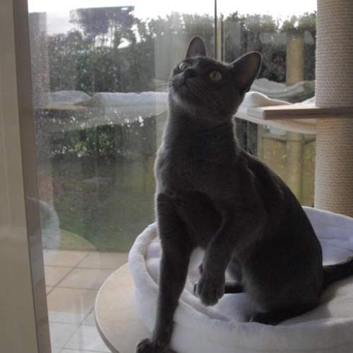 Eleveur : Chatterie des Korats de Senguinet