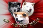 Elevage akita of neko-ken