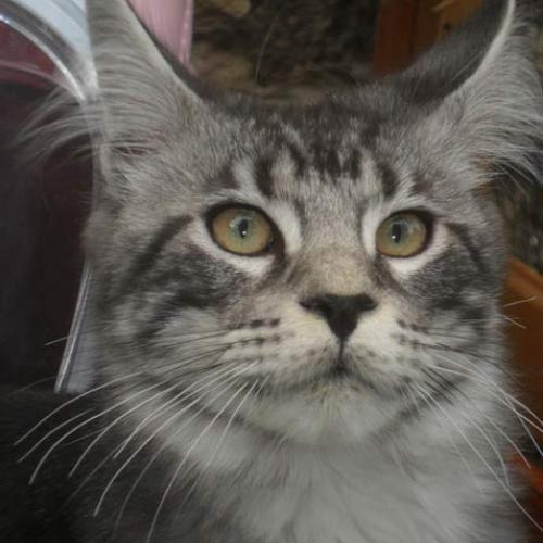 Élevage : maine coon