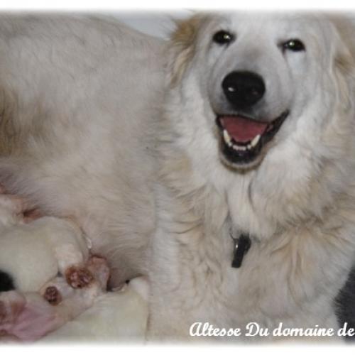 Élevage : chien de montagne des pyrenees epagneul tibetain