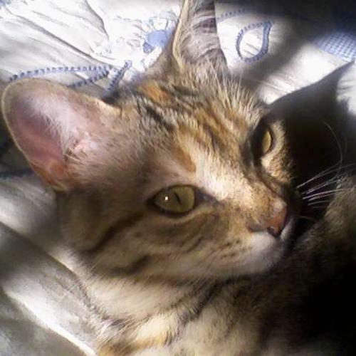 Association : chat alors !