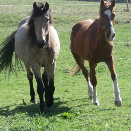 Association : asso loi 1901