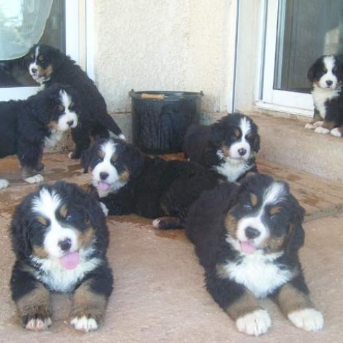 Eleveur : ELEVAGE DE LA COUSTILLE OUEST