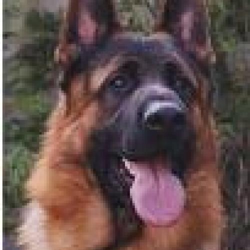 Élevage : Berger Allemand    