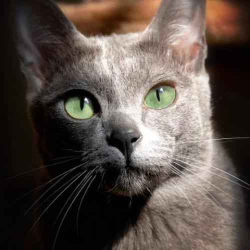 Korat à l'élevage d'Adélaurïe