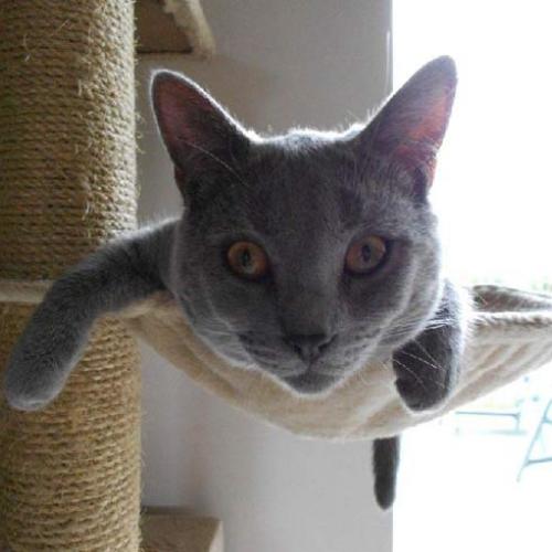 Eleveur : CHOUTEAU VIRGINIE