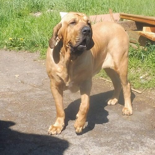 Elevage professionel de fila Brasileiro