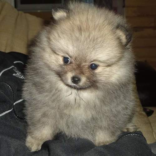 élevage de Spitz à la Réunion