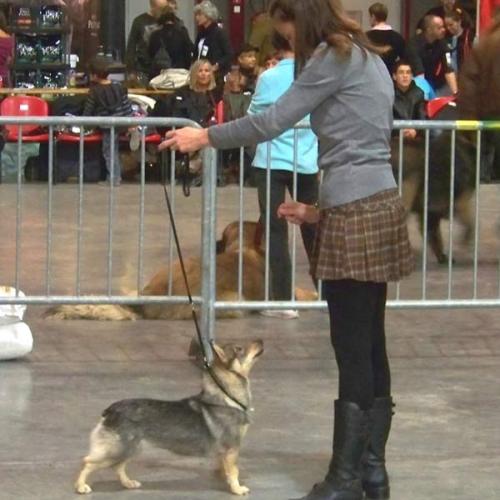 Eleveur : Elevage Of Sheytane